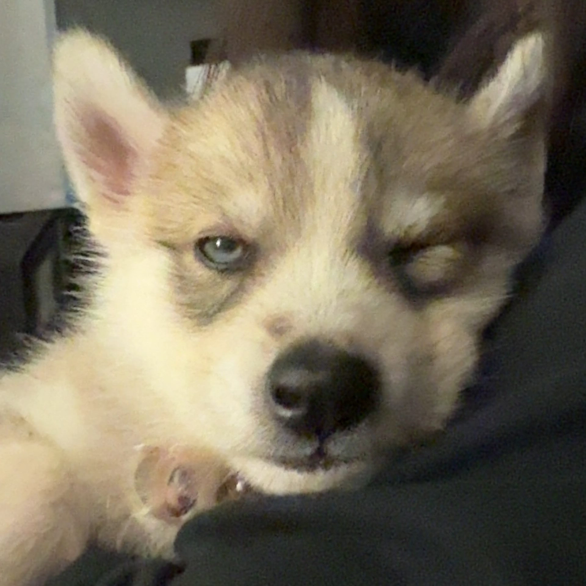 enzo