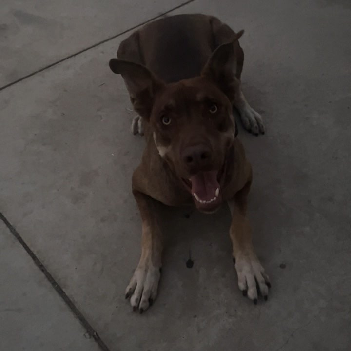 gumbo